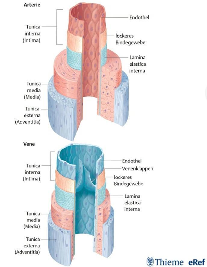 Aufbau der Gefäßwand Die Muskelschicht (Tunica media) ist bei Arterien stärker