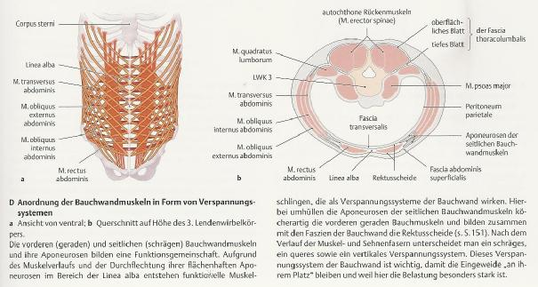 Seitdrehen des Rumpfes m. obliquus externus abdominis rot 9 der Gegenseite m.