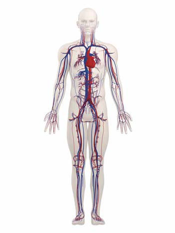 Lungenkreislauf Die rechte Herzhälfte versorgt den kleinen Kreislauf oder Lungenkreislauf: Die rechte Herzkammer pumpt das Blut über die Taschenklappe in die Lungenarterie und von hier über sich