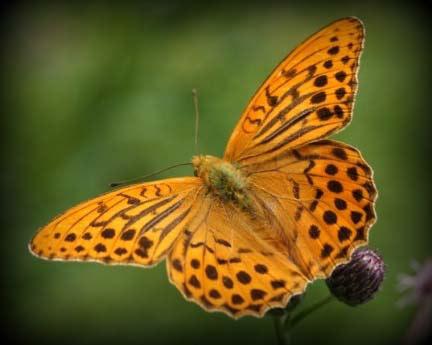 Zu den Schmetterlingen gehören ebenso die Falter, Motten, Schwärmer, Spanner, Nachtfalter und Spinner.